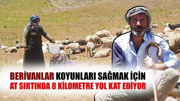 Berivanlar koyunları sağmak için at sırtında 8 kilometre yol kat ediyor