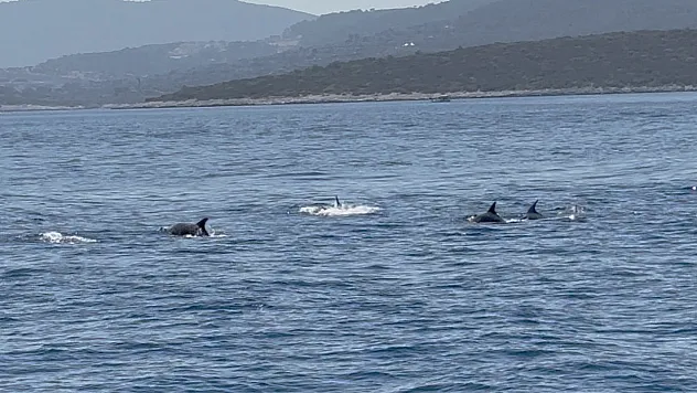 Bodrum açıklarında sürü halinde gezen yunuslar görüntülendi