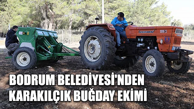 Bodrum Belediyesi'nden karakılçık buğday ekimi