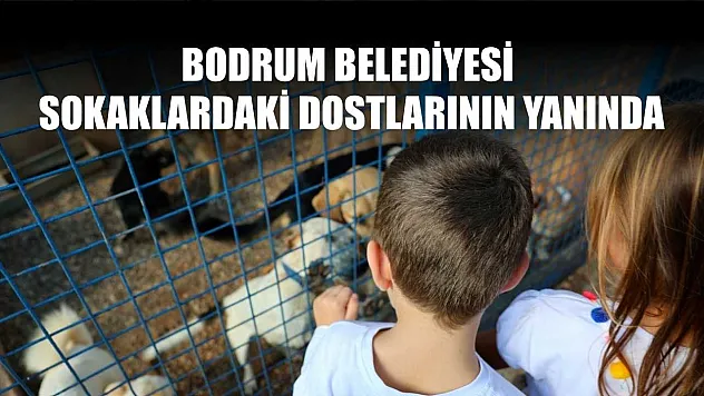 Bodrum Belediyesi sokaklardaki dostlarının yanında