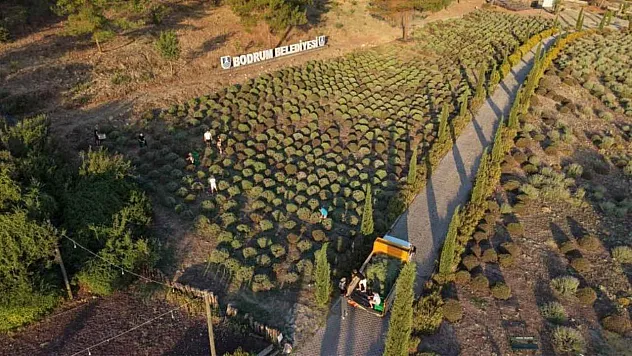 Bodrum Belediyesi Tarım Kampı'nın İkinci Dönemi Tamamlandı