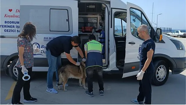 Bodrum'da 3 bin 738 sokak hayvanına müdahale edildi