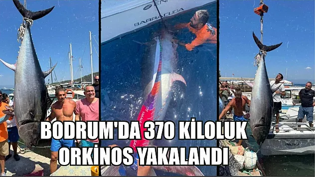 Bodrum'da 370 kiloluk orkinos yakalandı