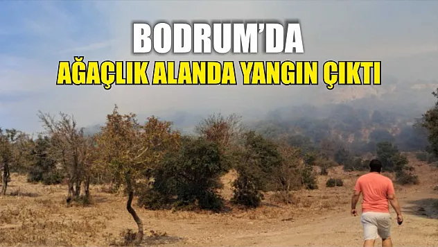 Bodrum'da ağaçlık alanda yangın çıktı