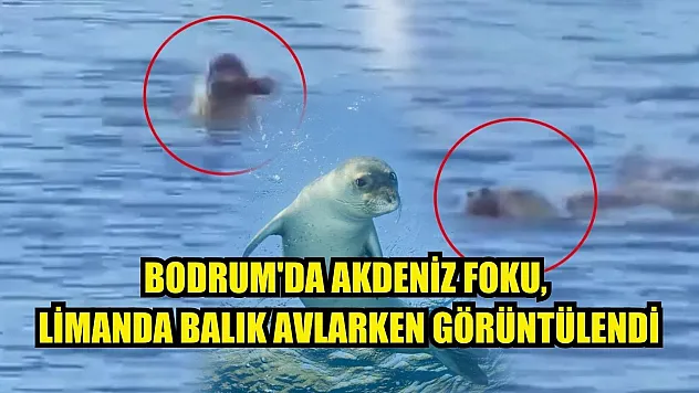 Bodrum'da Akdeniz foku, limanda balık avlarken görüntülendi