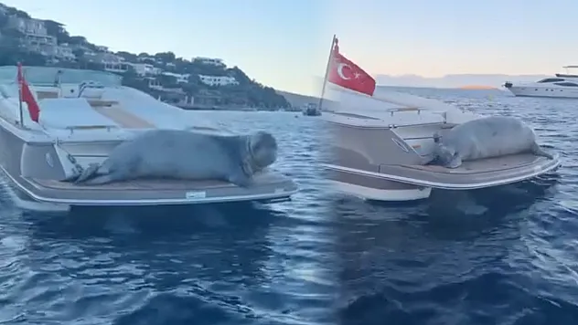 Bodrum'da Akdeniz Foku'nun Motoryat Keyfi