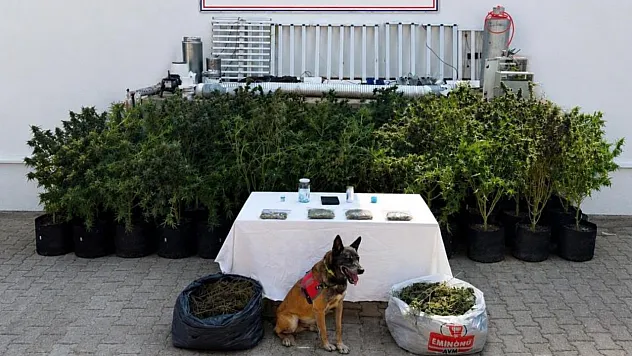 Bodrum'da evden 56 kök kenevir ve 10 kilo skunk ele geçirildi