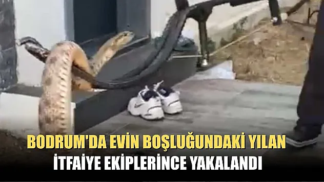 Bodrum'da evin boşluğundaki yılan itfaiye ekiplerince yakalandı