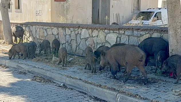 Bodrum'da gündüz vakti domuz sürüsü mahalleye indi