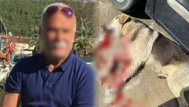 Bodrum'da iki köpeği öldüren işletmeci tutuklandı
