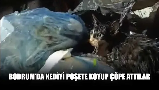 Bodrum'da kediyi poşete koyup çöpe attılar
