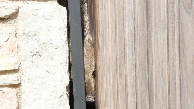 Bodrum'da lüks siteye giren domuz sürüsü ortalığı birbirine kattı