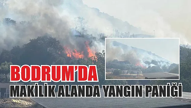 Bodrum'da makilik alanda yangın paniği