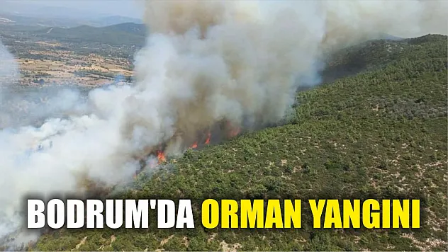Bodrum'da orman yangını