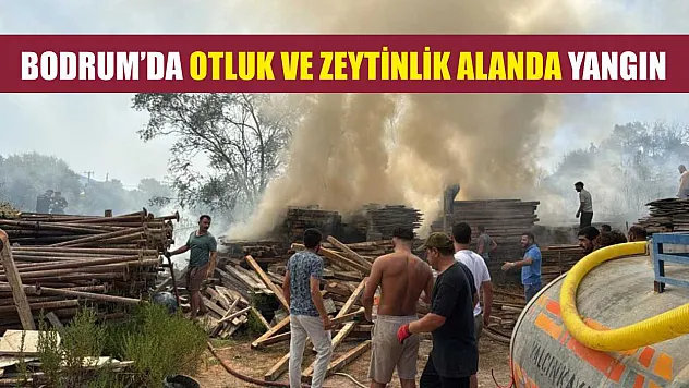 Bodrum'da otluk ve zeytinlik alanda yangın