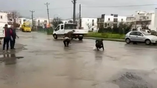 Bodrum'da sağanak baskını: Gölet taştı, asfalta balık yağdı