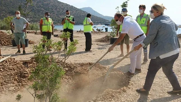 Bodrum'da sahiller ağaçlandırılıyor