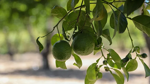 Bodrum'da tarımsal üretimde su tasarrufu