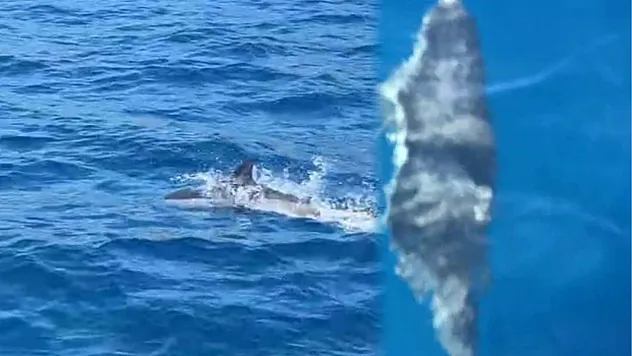 Bodrum'da tekneye sürpriz misafir
