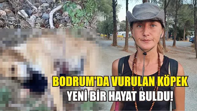 Bodrum'da Vurulan Köpek Yeni Bir Hayat Buldu!