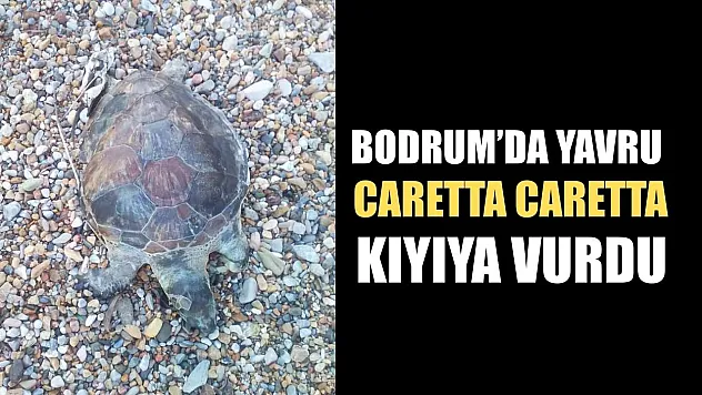 Bodrum'da yavru caretta caretta kıyıya vurdu
