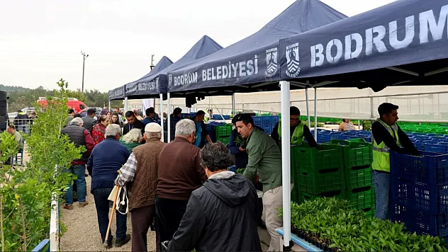Bodrum'da yazlık fideler üreticilere dağıtıldı