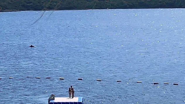 Bodrum'da yunuslardan görsel şölen