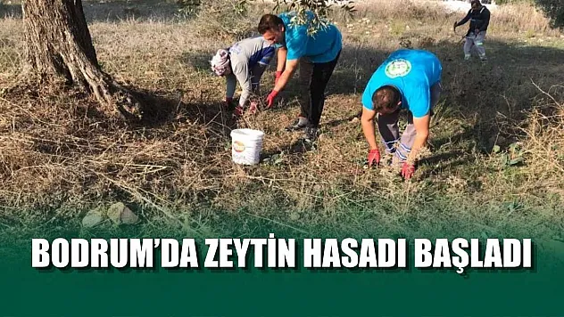 Bodrum'da zeytin hasadı başladı