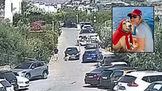 Bodrum'daki köpek davasında sanık beraat etti