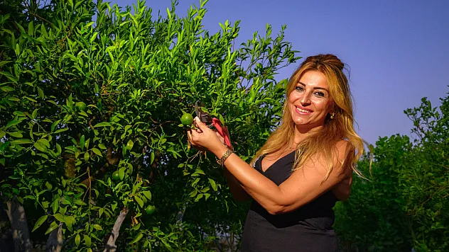Bodrum'un Eşsiz Yeşili Bodrum Mandalini Dalından Toplandı