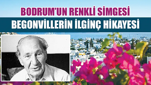 Bodrum'un Renkli Simgesi: Begonvillerin Şehre Gelişinin İlginç Hikayesi