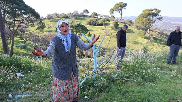 Böyle öfke görülmedi: Aydın'da bir gecede yüzlerce incir ve zeytin ağacını kesip ortadan kayboldular
