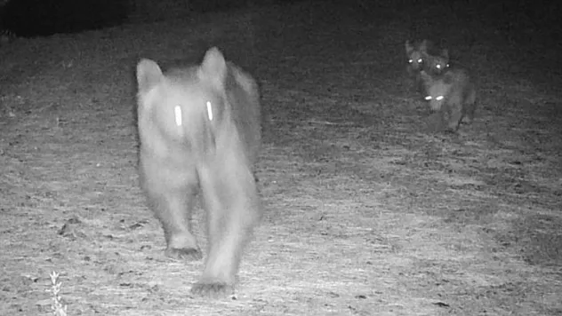 Boz Ayı, Yavrularıyla Görüntülendi