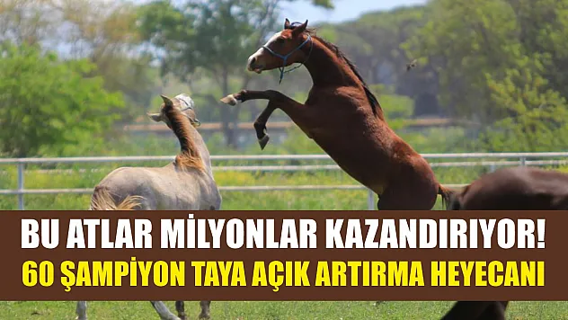 Bu Atlar Milyonlar Kazandırıyor! 60 Şampiyon Taya Açık Artırma Heyecanı
