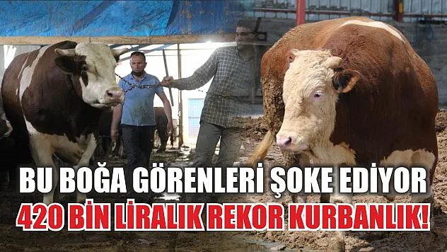 Bu boğa görenleri şoke ediyor: 420 bin liralık rekor kurbanlık!