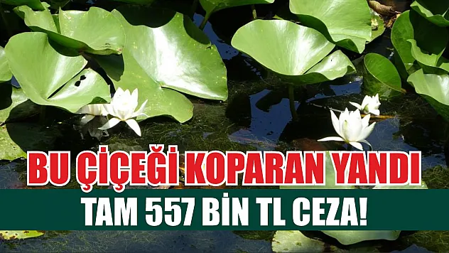 Bu çiçeği koparan yandı: Tam 557 bin TL ceza!