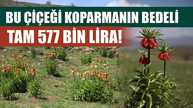 Bu çiçeği koparmanın bedeli tam 577 bin lira!
