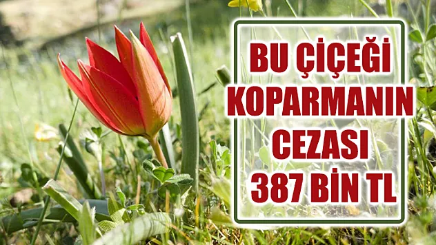 Bu Çiçeği Koparmanın Cezası 387 Bin TL