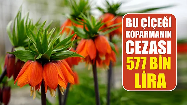 Bu çiçeği koparmanın cezası 577 bin lira