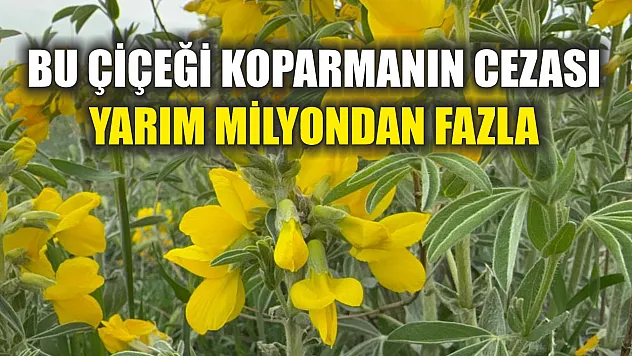 Bu çiçeği koparmanın cezası yarım milyondan fazla