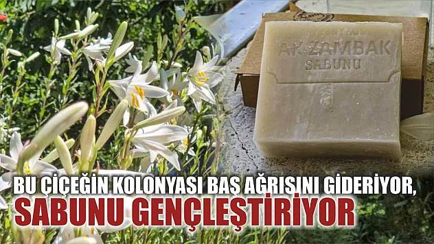 Bu çiçeğin kolonyası baş ağrısını gideriyor, sabunu gençleştiriyor