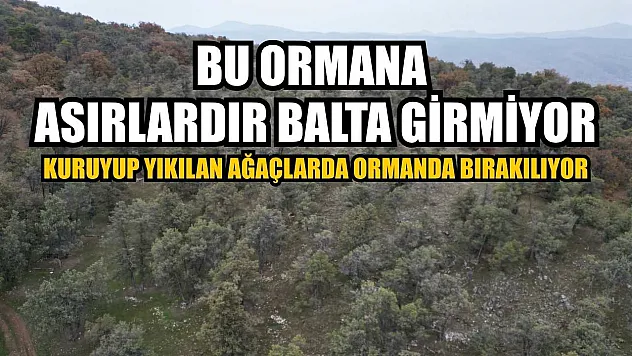 Bu ormana asırlardır balta girmiyor, kuruyup yıkılan ağaçlarda ormanda bırakılıyor
