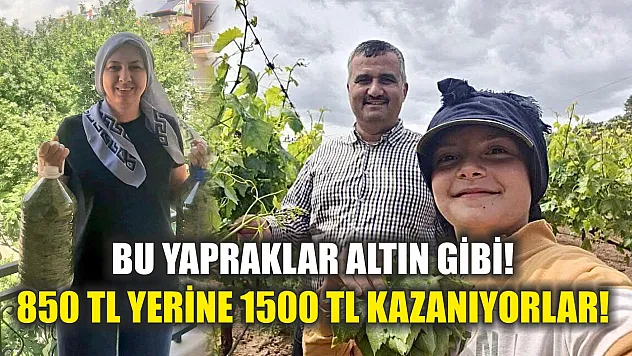 Bu yapraklar altın gibi! 850 TL yerine 1500 TL kazanıyorlar!