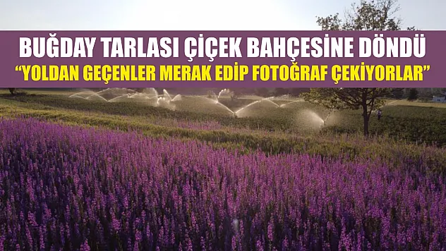 Buğday tarlası çiçek bahçesine döndü: 'Yoldan geçenler merak edip fotoğraf çekiyorlar'