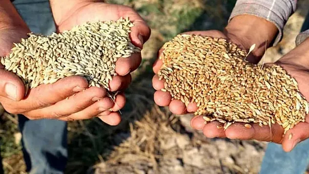 Buğday ve Arpa fiyatları ne kadar oldu?