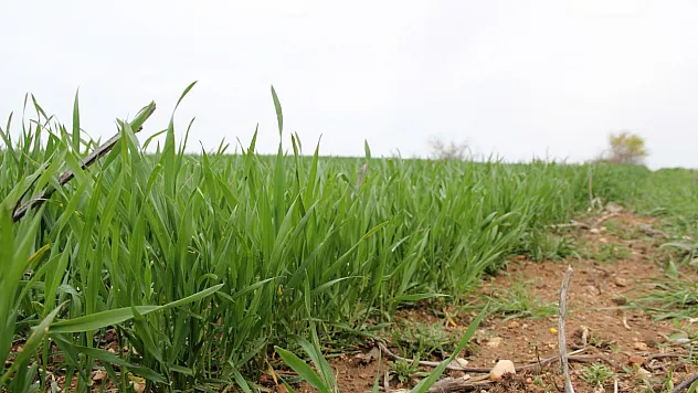 BUĞDAYDAN SEVİNDİRİCİ HABER