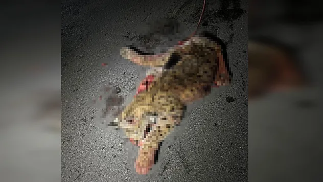 Burdur-Fethiye Yolu'nda Otomobilin Çarptığı Vaşak Telef Oldu