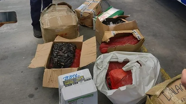 Büyükşehir zabıta ekipleri 176.5 kg midyeye el koydu