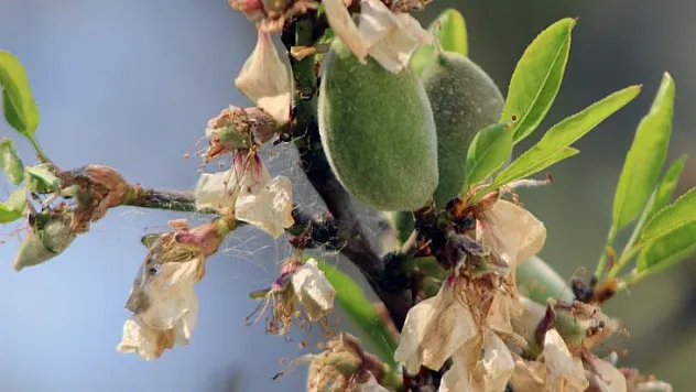 ÇAĞLA-BADEMİ KİLOSU 100 LİRADAN TEZGAHA İNDİ