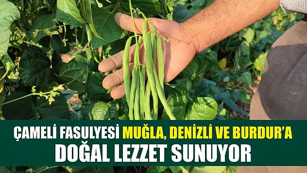 Çameli Fasulyesi Muğla, Denizli ve Burdur'a Doğal Lezzet Sunuyor
